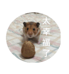 Hamster's Daily - Satisfiy all your Life（個別スタンプ：17）