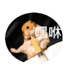 Hamster's Daily - Satisfiy all your Life（個別スタンプ：18）