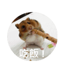 Hamster's Daily - Satisfiy all your Life（個別スタンプ：19）