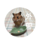 Hamster's Daily - Satisfiy all your Life（個別スタンプ：21）