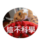 Hamster's Daily - Satisfiy all your Life（個別スタンプ：22）