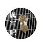 Hamster's Daily - Satisfiy all your Life（個別スタンプ：23）