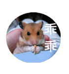 Hamster's Daily - Satisfiy all your Life（個別スタンプ：25）