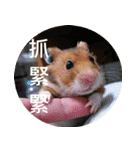 Hamster's Daily - Satisfiy all your Life（個別スタンプ：26）