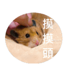 Hamster's Daily - Satisfiy all your Life（個別スタンプ：27）