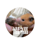 Hamster's Daily - Satisfiy all your Life（個別スタンプ：28）