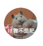 Hamster's Daily - Satisfiy all your Life（個別スタンプ：29）