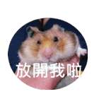 Hamster's Daily - Satisfiy all your Life（個別スタンプ：30）