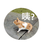 Hamster's Daily - Satisfiy all your Life（個別スタンプ：31）