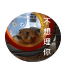 Hamster's Daily - Satisfiy all your Life（個別スタンプ：32）