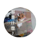 Hamster's Daily - Satisfiy all your Life（個別スタンプ：33）