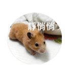 Hamster's Daily - Satisfiy all your Life（個別スタンプ：35）