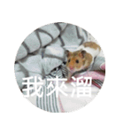 Hamster's Daily - Satisfiy all your Life（個別スタンプ：36）