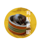 Hamster's Daily - Satisfiy all your Life（個別スタンプ：38）