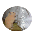 Hamster's Daily - Satisfiy all your Life（個別スタンプ：39）