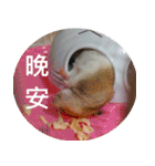 Hamster's Daily - Satisfiy all your Life（個別スタンプ：40）