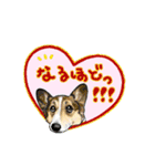 Corgi LOVE（個別スタンプ：17）