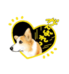 Corgi LOVE（個別スタンプ：24）