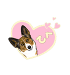 Corgi LOVE（個別スタンプ：33）