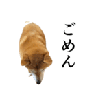 柴犬（しばけん）の写真スタンプ【日常編】（個別スタンプ：30）