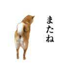 柴犬（しばけん）の写真スタンプ【日常編】（個別スタンプ：40）