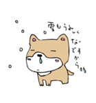 和み柴っこ画伯絵 豆柴っこ1（個別スタンプ：38）