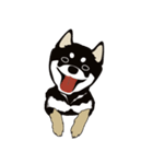 和んこ堂 黒柴っこ2（個別スタンプ：36）