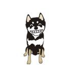 和んこ堂 黒柴っこ2（個別スタンプ：37）