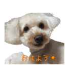ラテちゃん（個別スタンプ：1）