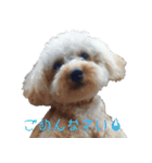 ラテちゃん（個別スタンプ：4）