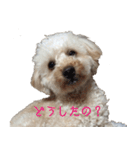 ラテちゃん（個別スタンプ：11）
