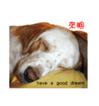Sweet Old Dog SUPER（個別スタンプ：1）
