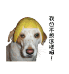 Sweet Old Dog SUPER（個別スタンプ：2）