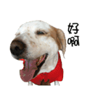 Sweet Old Dog SUPER（個別スタンプ：3）