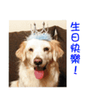 Sweet Old Dog SUPER（個別スタンプ：5）