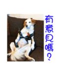 Sweet Old Dog SUPER（個別スタンプ：6）