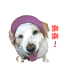 Sweet Old Dog SUPER（個別スタンプ：7）