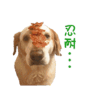 Sweet Old Dog SUPER（個別スタンプ：8）