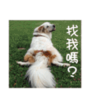 Sweet Old Dog SUPER（個別スタンプ：9）