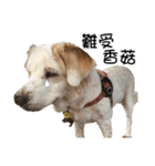 Sweet Old Dog SUPER（個別スタンプ：10）
