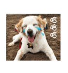 Sweet Old Dog SUPER（個別スタンプ：11）