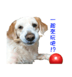 Sweet Old Dog SUPER（個別スタンプ：12）