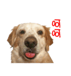 Sweet Old Dog SUPER（個別スタンプ：13）