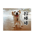 Sweet Old Dog SUPER（個別スタンプ：14）
