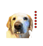 Sweet Old Dog SUPER（個別スタンプ：15）