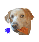 Sweet Old Dog SUPER（個別スタンプ：16）