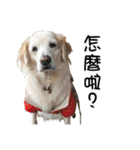 Sweet Old Dog SUPER（個別スタンプ：17）