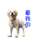 Sweet Old Dog SUPER（個別スタンプ：18）