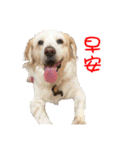 Sweet Old Dog SUPER（個別スタンプ：19）