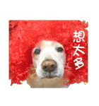 Sweet Old Dog SUPER（個別スタンプ：20）